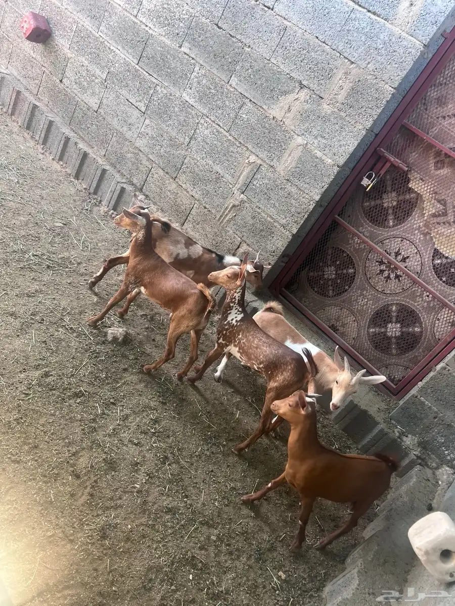 ماعز للبيع 0