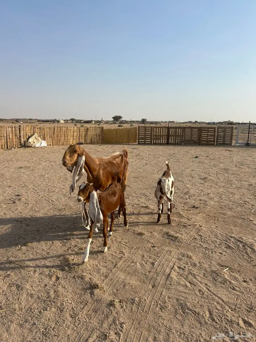 عنز هولنديه معها تيس وجفره 1