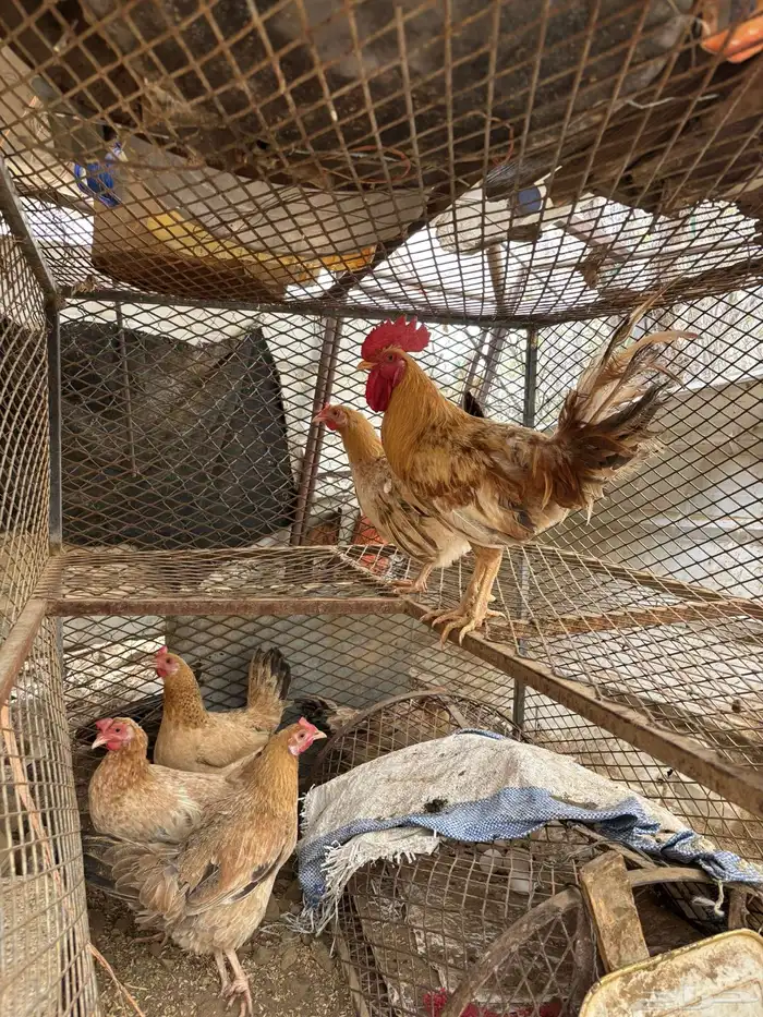 دجاج بلدي للبيع 0