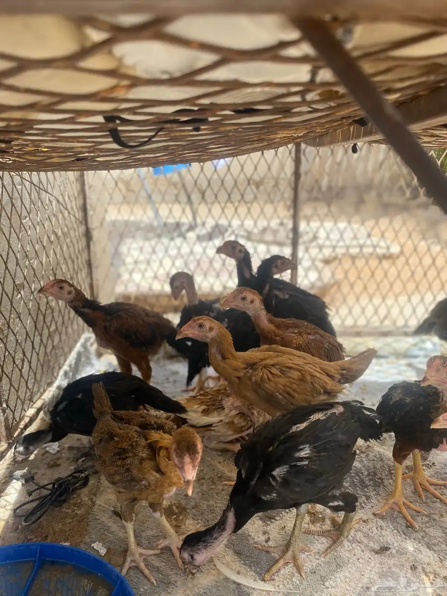 صوص باكستاني  تم البيع 1