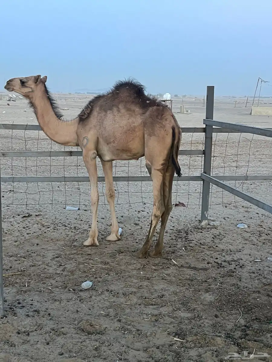 بكره 0