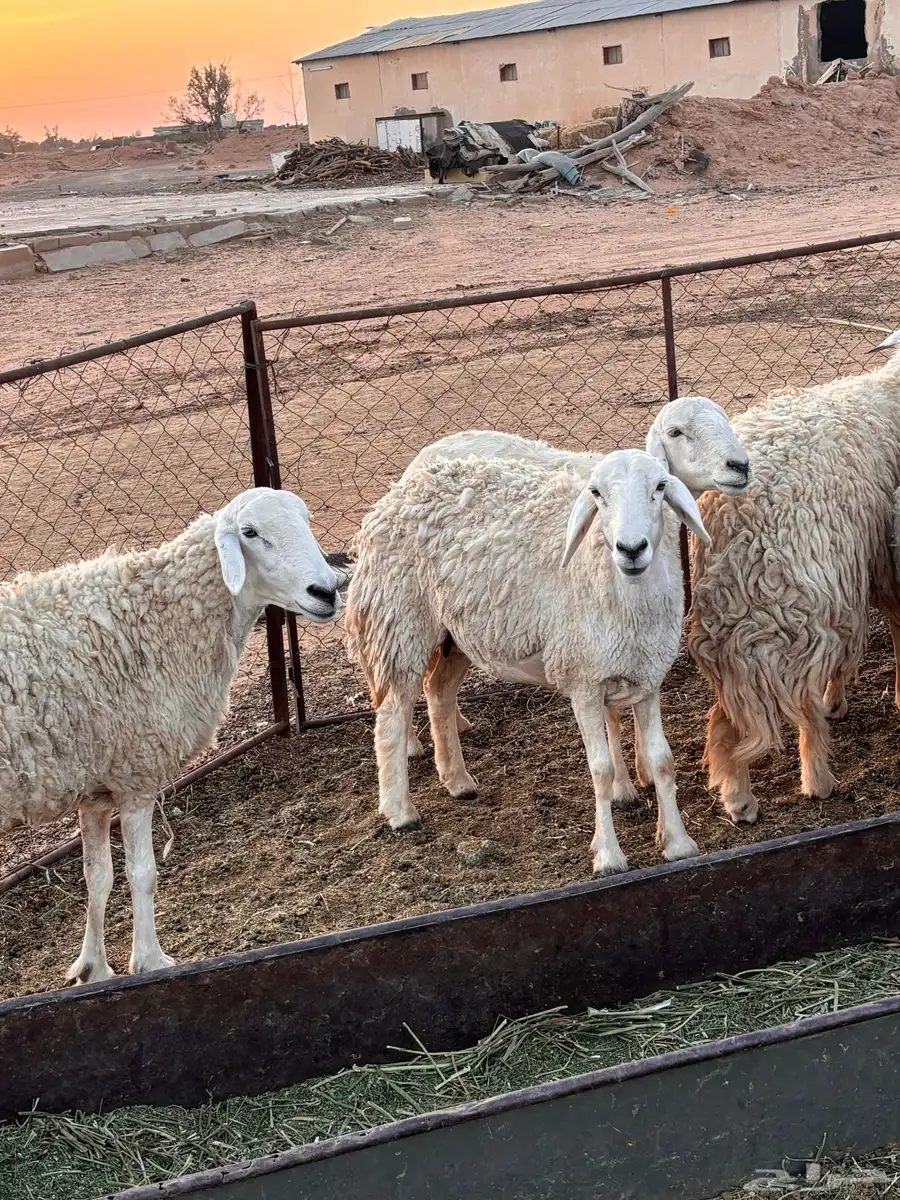 حريات طيبات بلحيل سمان وبره وجرم. 3