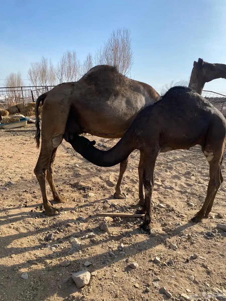 ناقة عشراء 0
