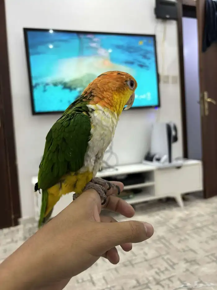 كايك وايت بلي اليف تم البيع 1