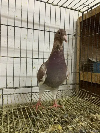 طبه اخواني 2