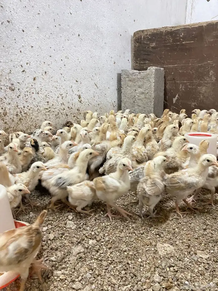صوص بلدي فواخر 0