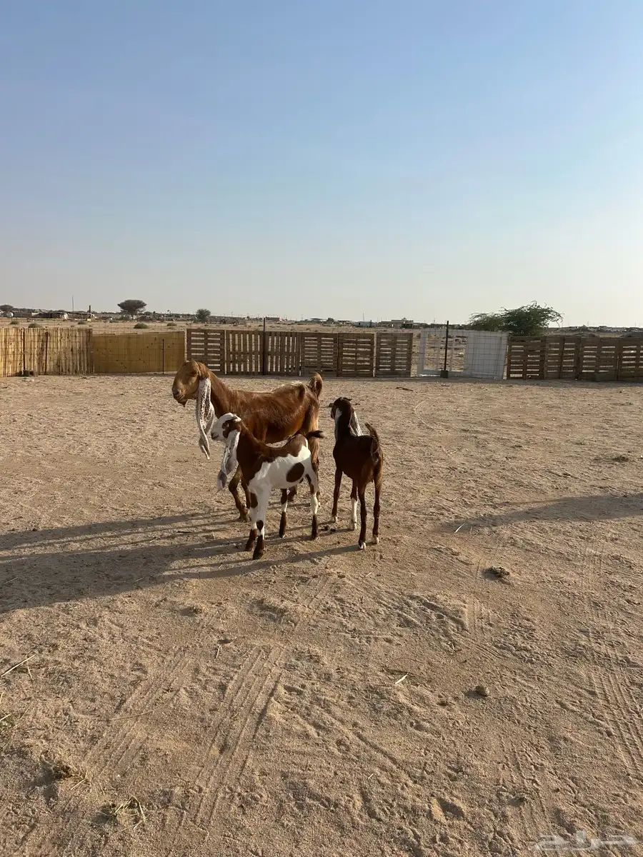 عنز هولنديه معها تيس وجفره 0
