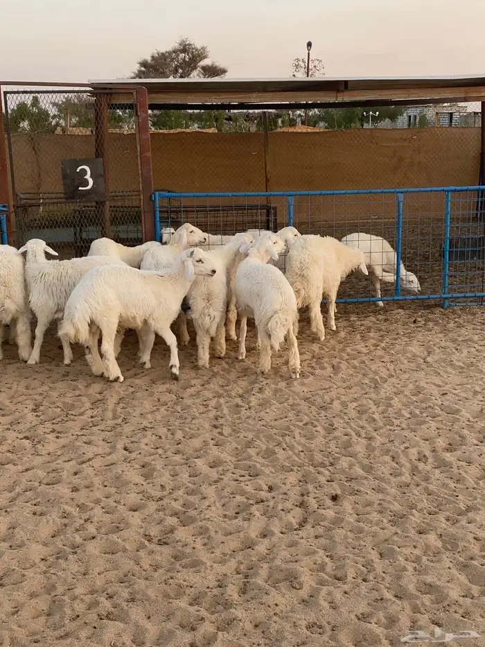 طليان للبيع ( تم البيع ) 4