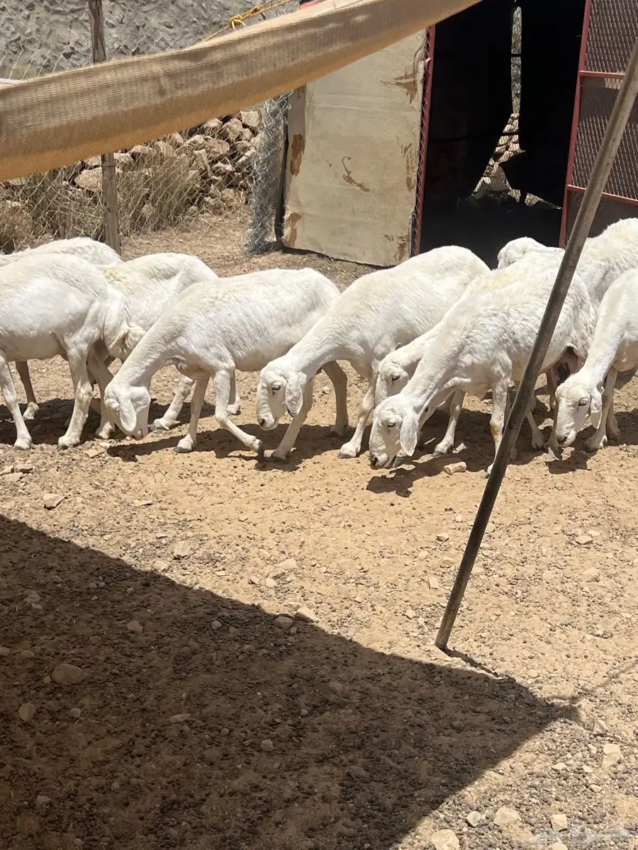 النماص - حلباء 2