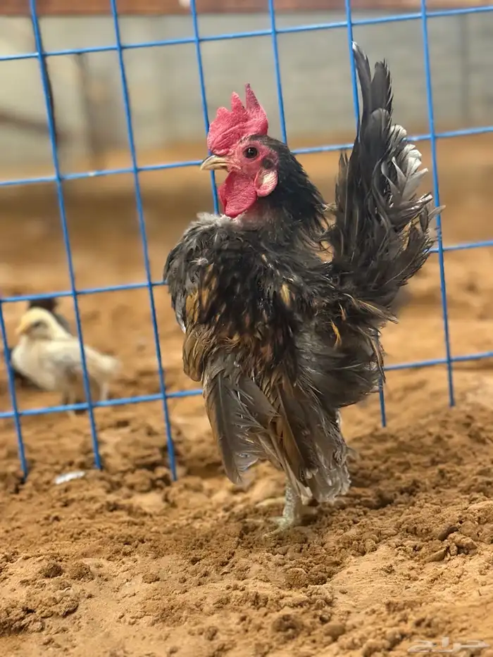دجاج 0