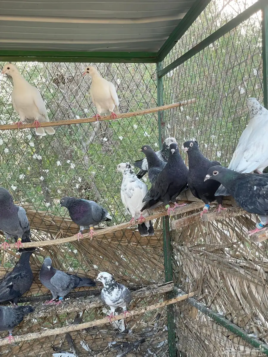 حمام 1