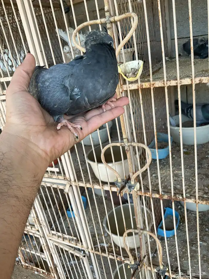 فروخ زاجل وفرنسي 2