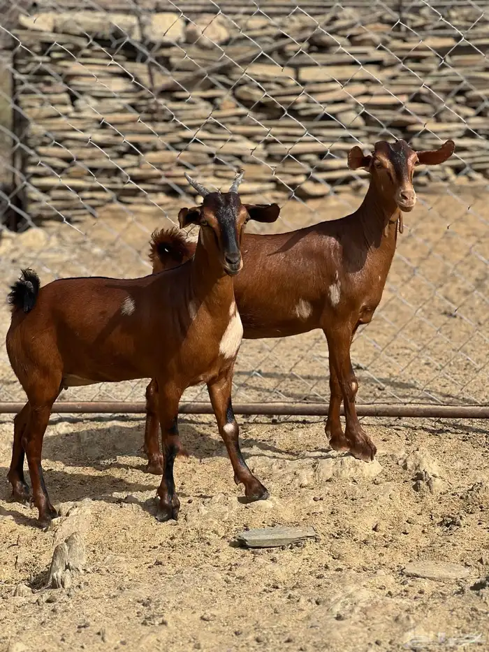 جفار بهر جيشية 1