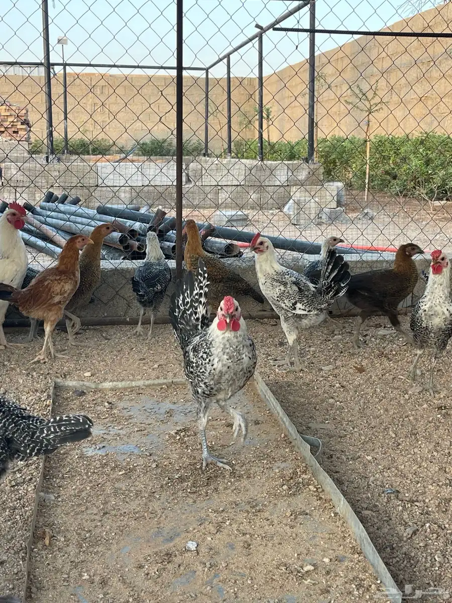 دجاج فيومي نظيف 0