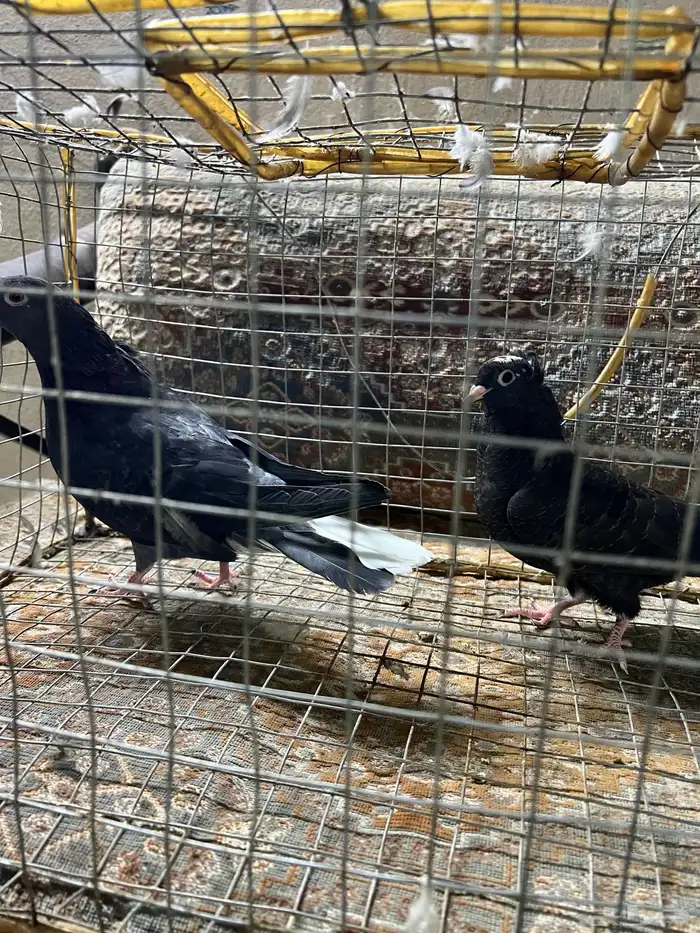 للبيع طبات قطايف 6