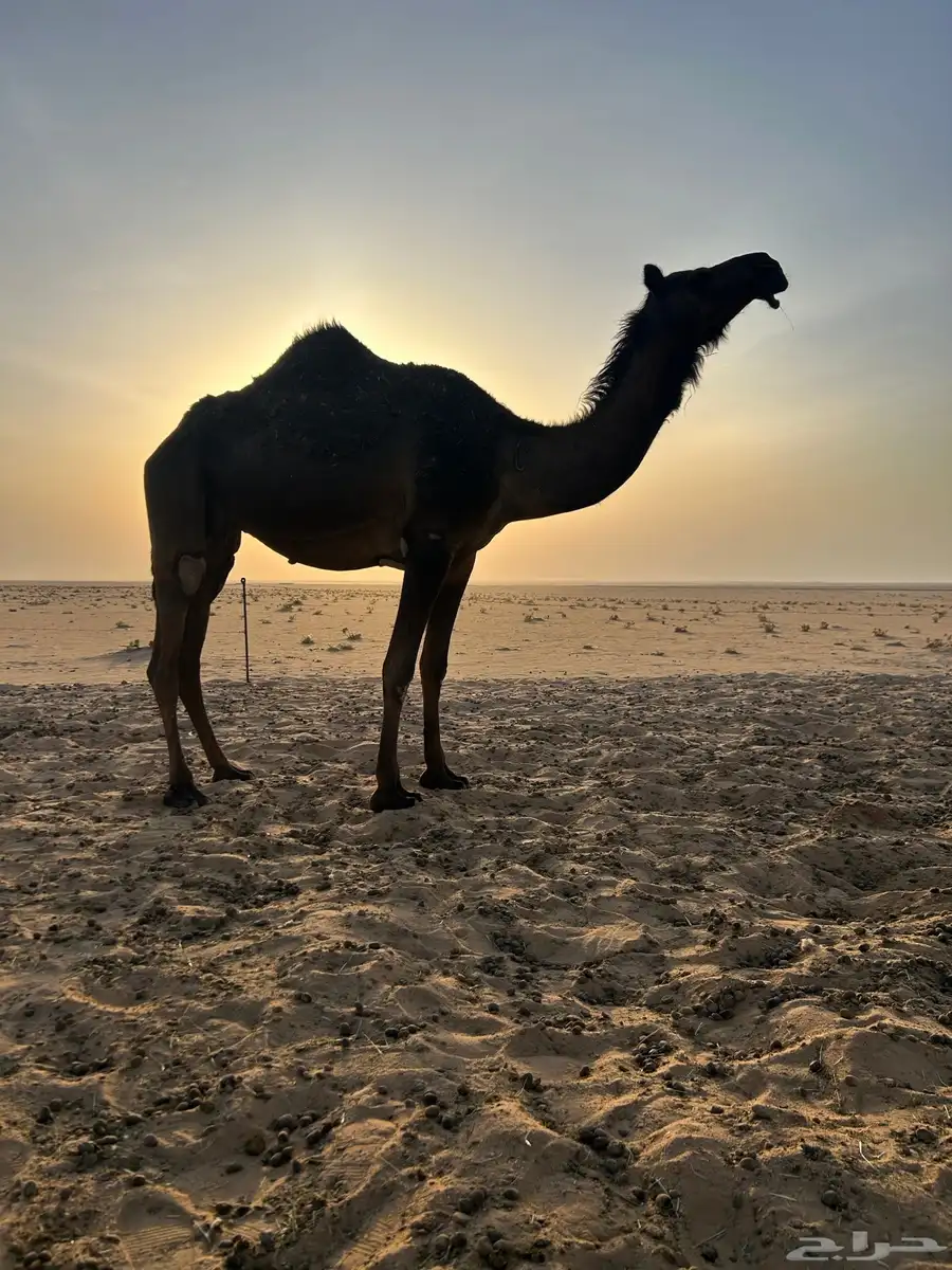 لقحه مجهم 0
