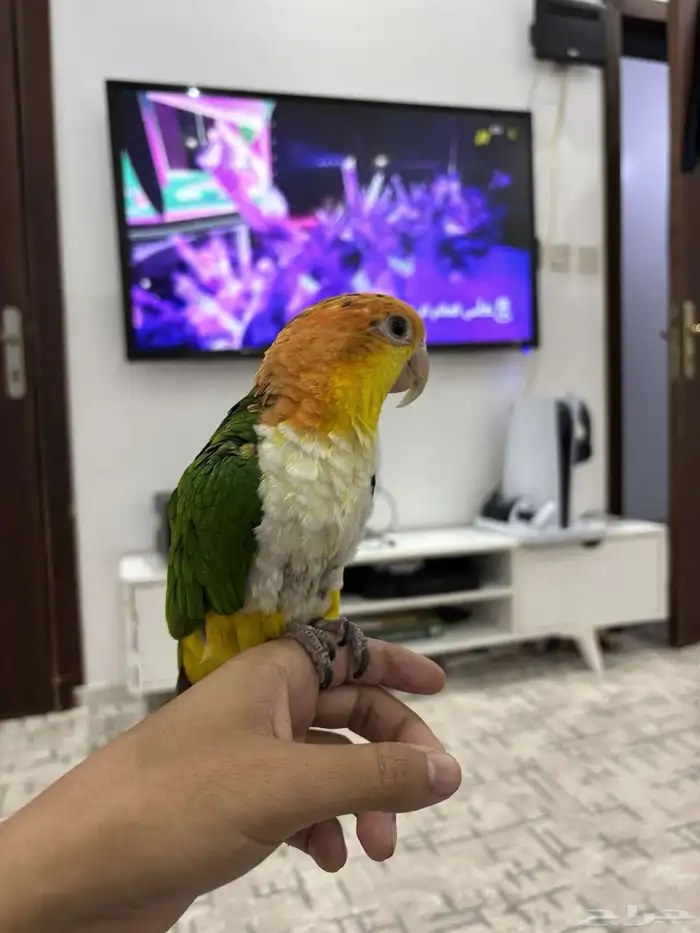 كايك وايت بلي اليف تم البيع 2