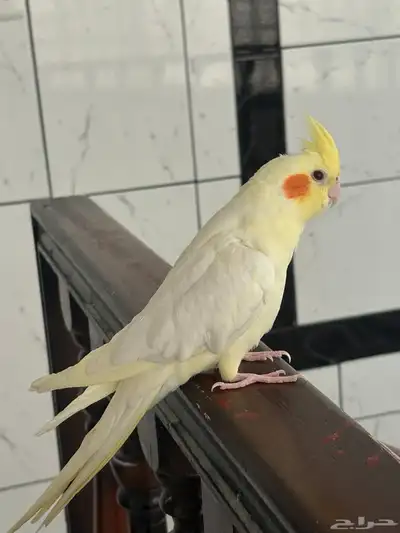 كروان لاتينو عيون حمراء 0
