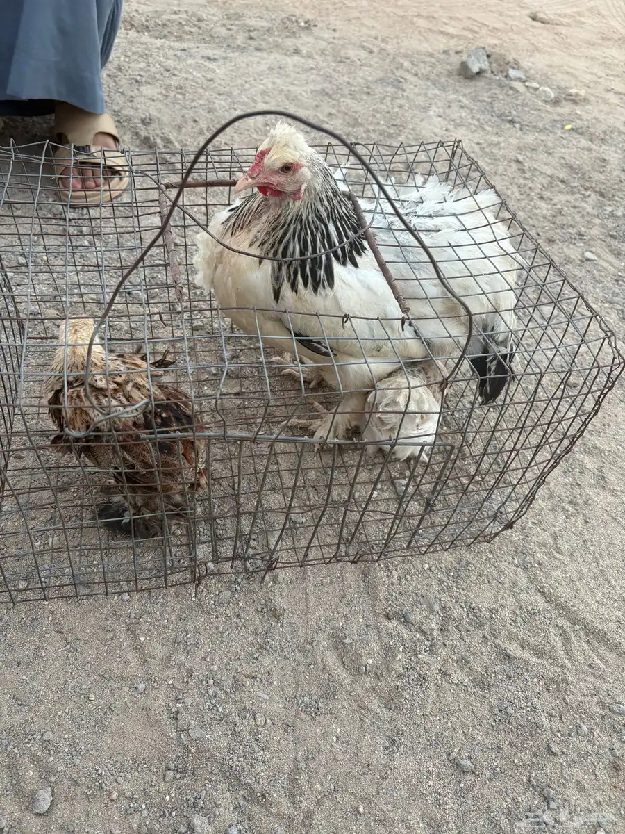 دجاجه برهما مفرخه معه2عل أسوم شرط 2