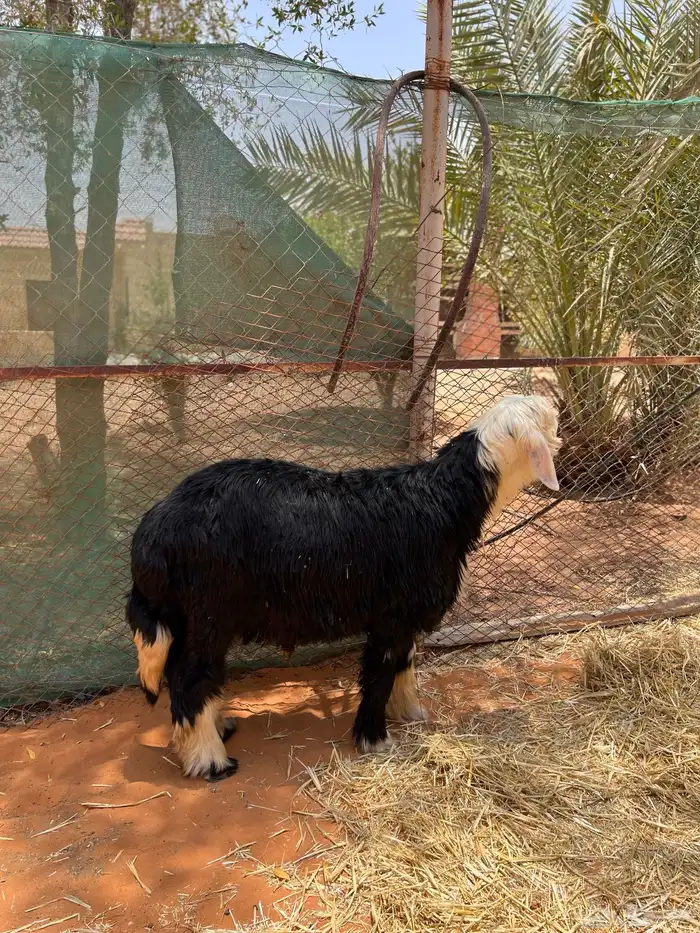 طلي نجدي فاخرر 1