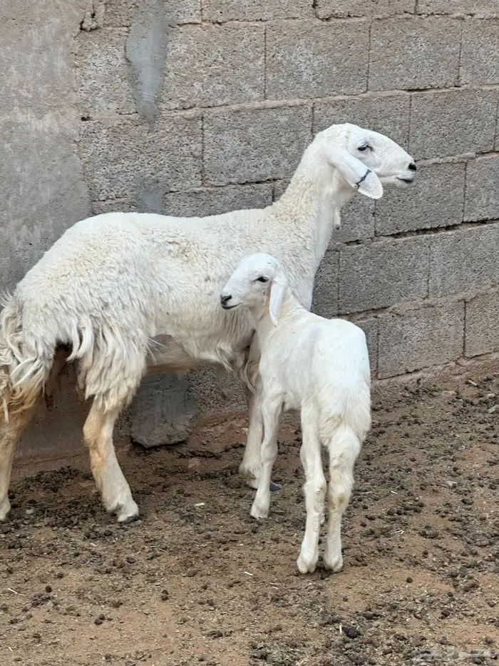 حريه خلفه تحتها طلي 1