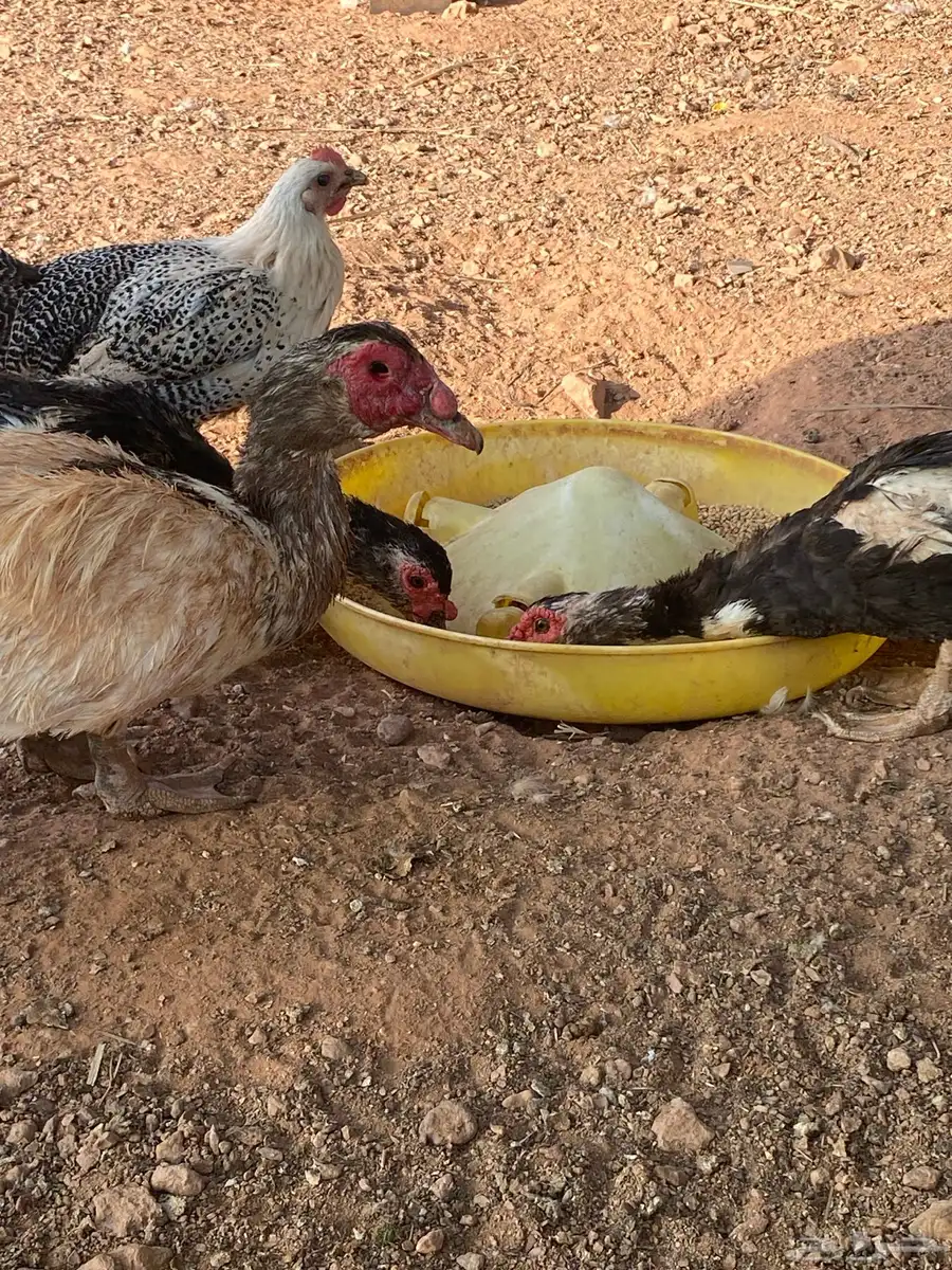 للبيع بط مصري بياض 1