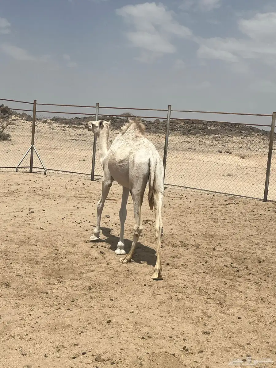 بكره على السوم 2