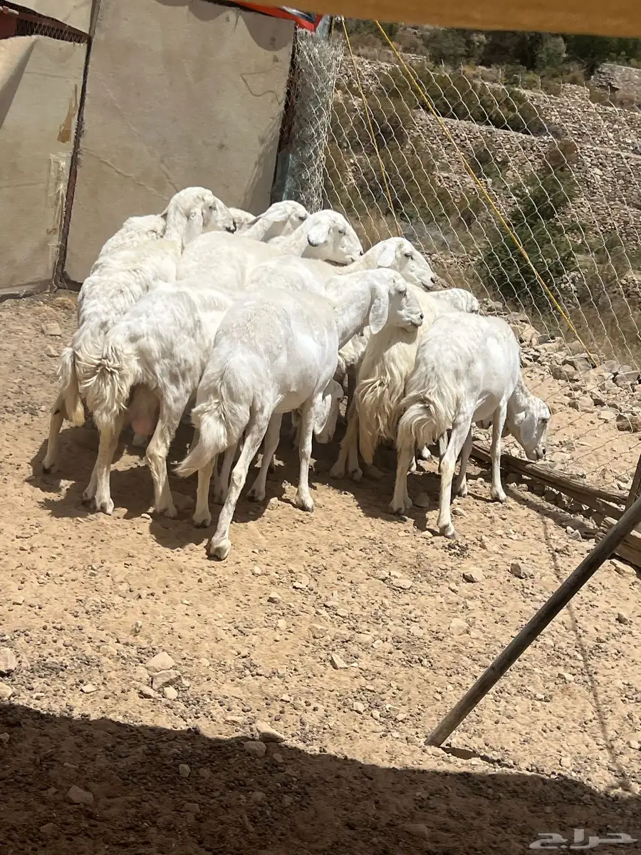 النماص - حلباء 0
