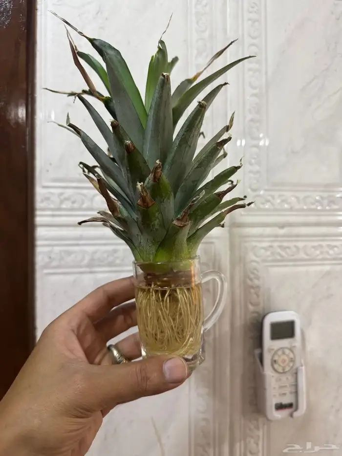 شتلة اناناس قابله لزراعة 0