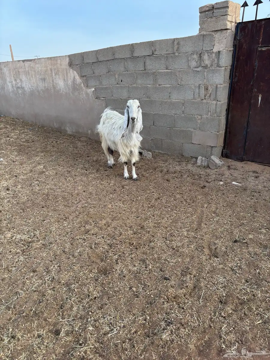 عنز حليب 1