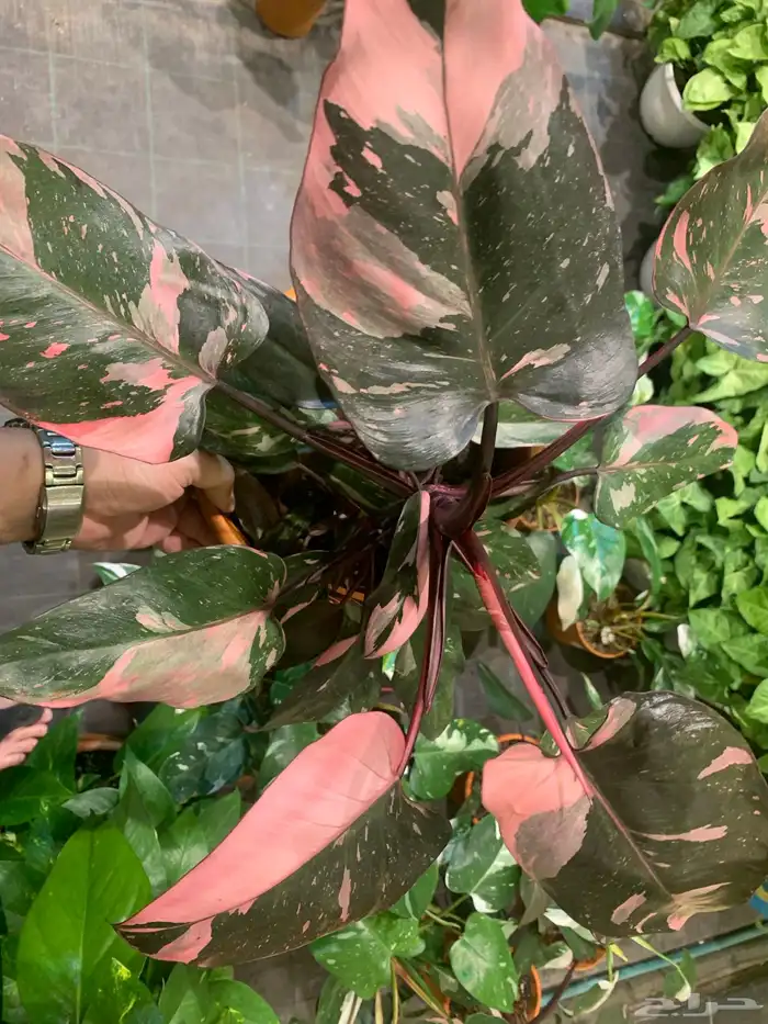 الإستشارات مجانية 7