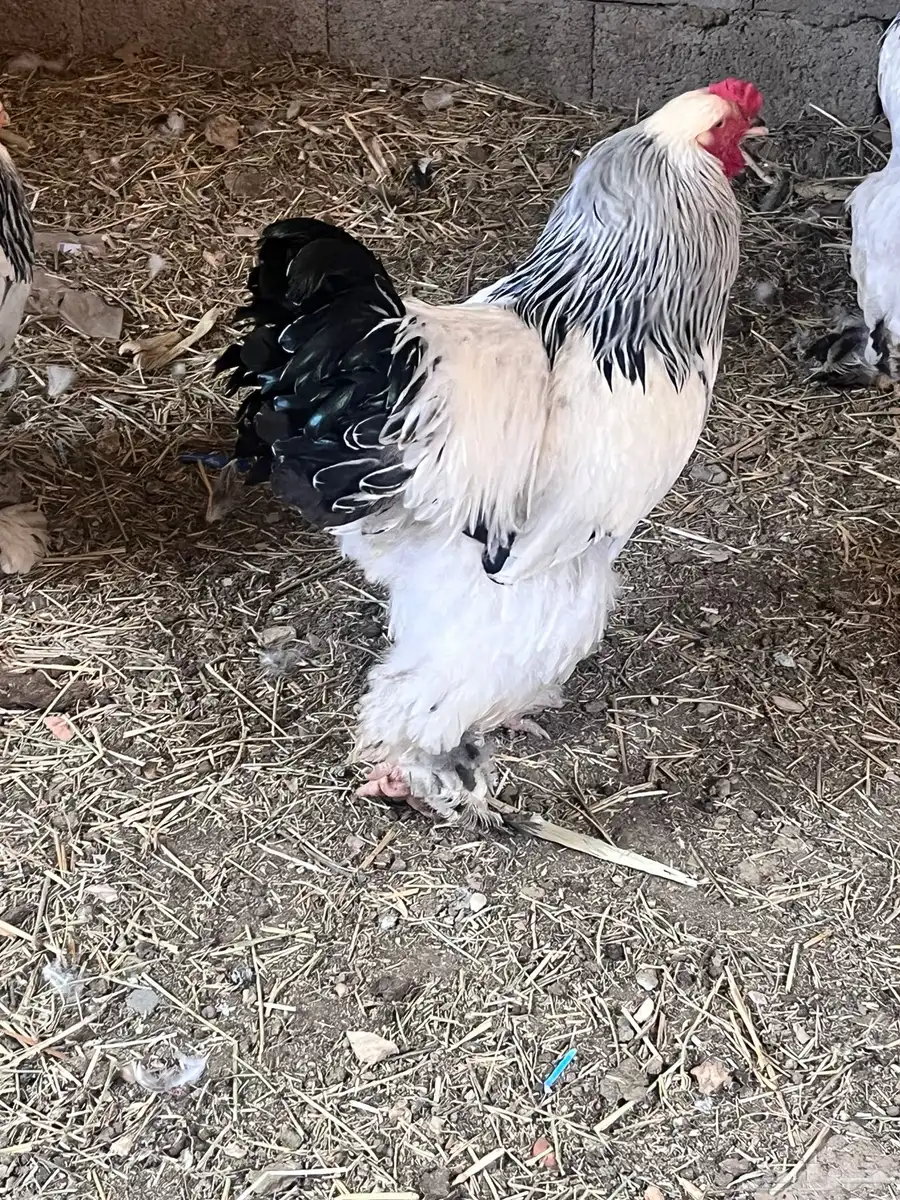 ديك براهما كولمبي دم صافي منتج 1