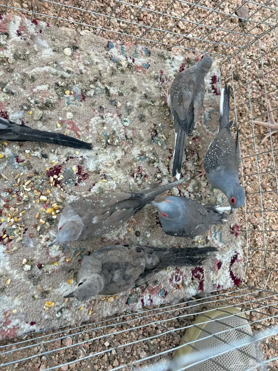 قماري ماسي ويمام النخيل تم بيع يمام النخيل وجوز ماسي 0