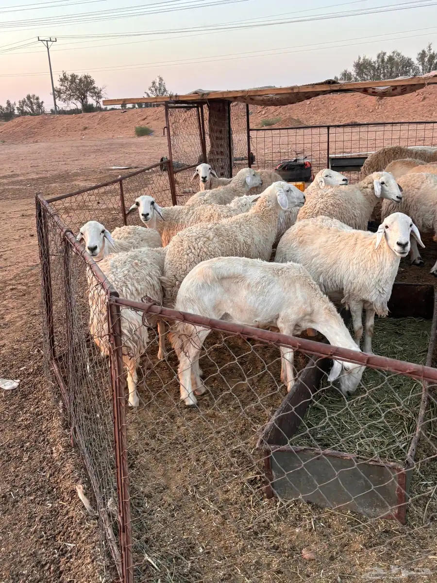حريات طيبات بلحيل سمان وبره وجرم. 5