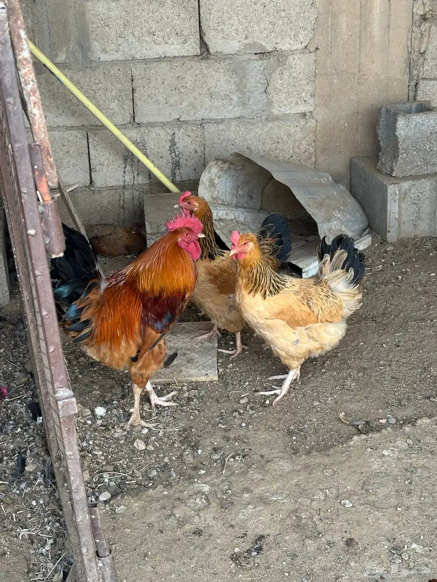 طقم دجاج تركي 3