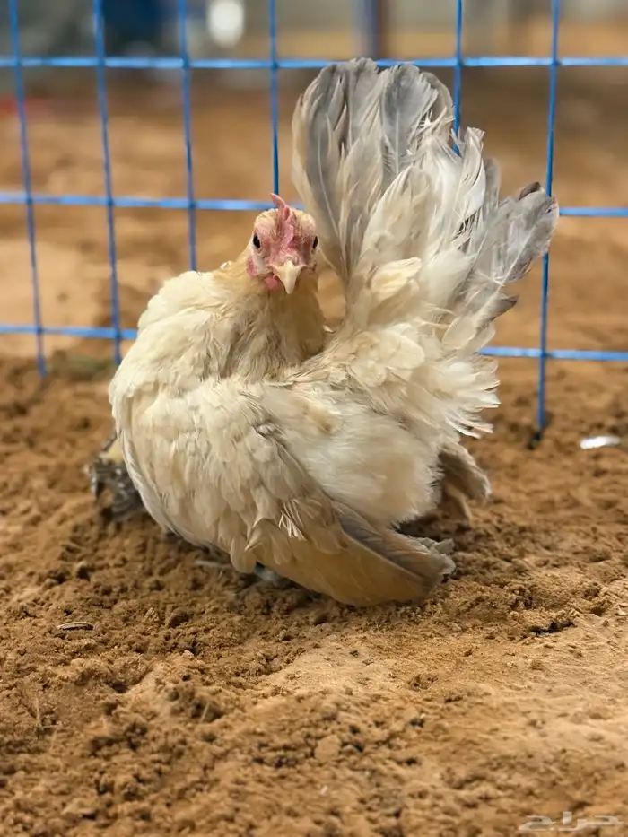 دجاج 3