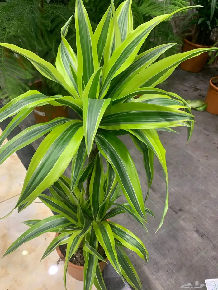 الإستشارات مجانية 13