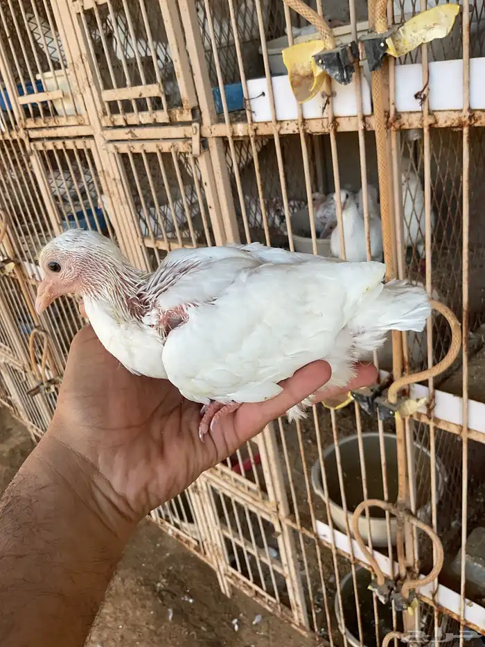 فروخ زاجل وفرنسي 1