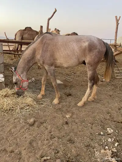 حصان 0