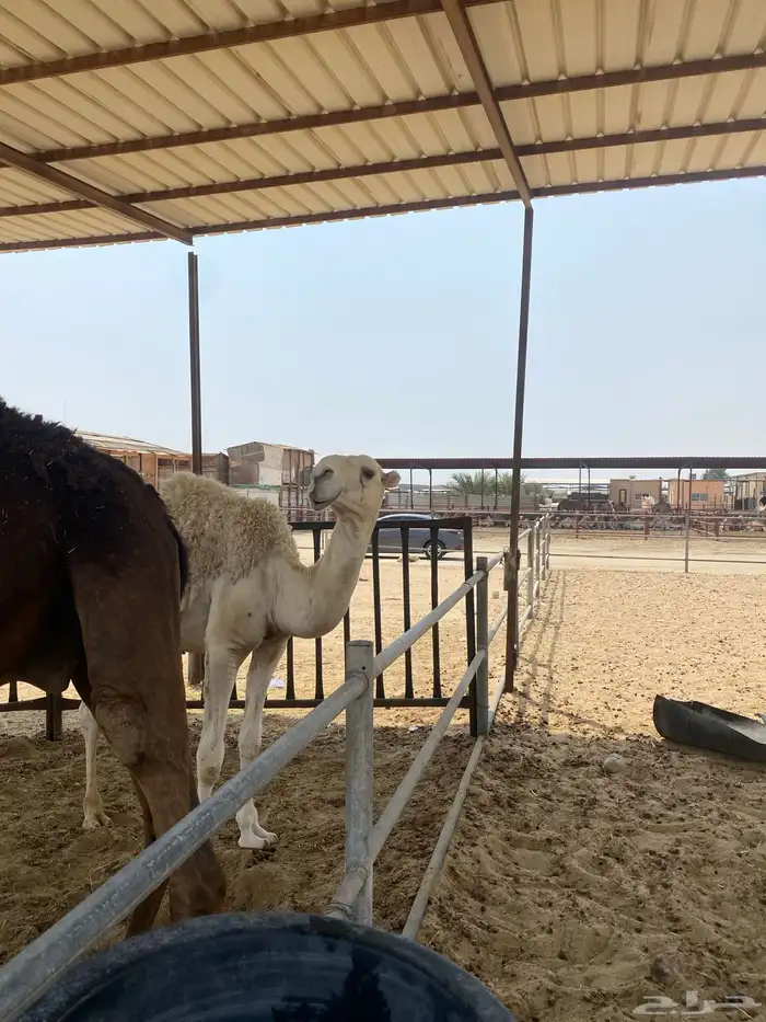 قعود مفرود 9