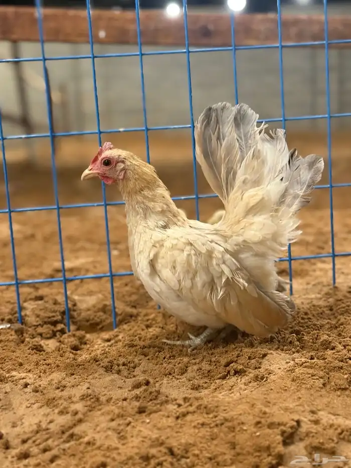 دجاج 2