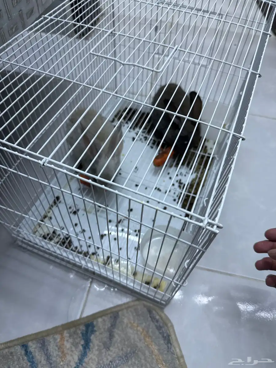 ارانب انثى وذكر عماره 3 شهور نص 0