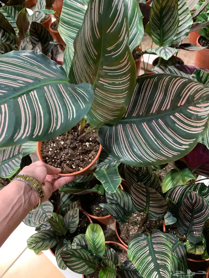 الإستشارات مجانية 9