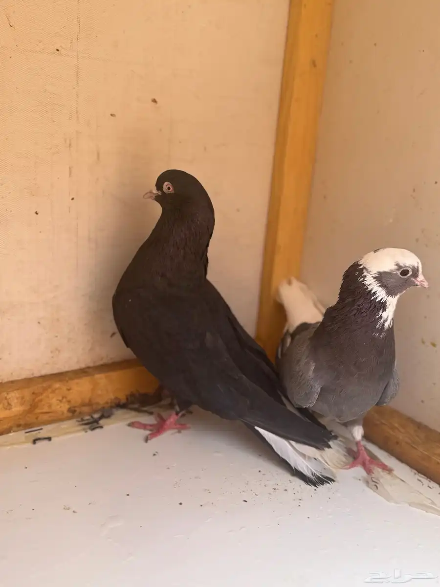 حمام قلابي 3