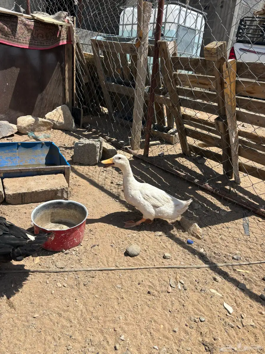 بط للبيع اناث مصري وذكر بكيني 6