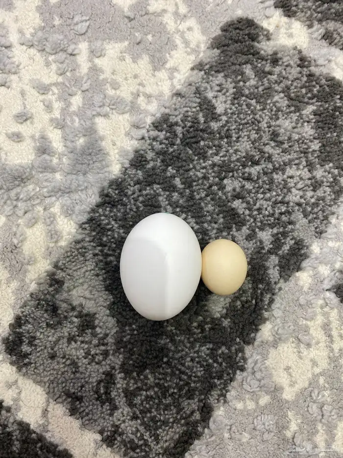 بيضه دجاج بلدي اصغار وحده في العالم للبيع 0