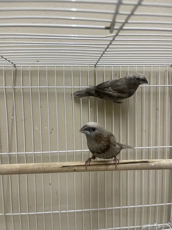 بنقليز طفرة مميزة ( تم البيع ) 11