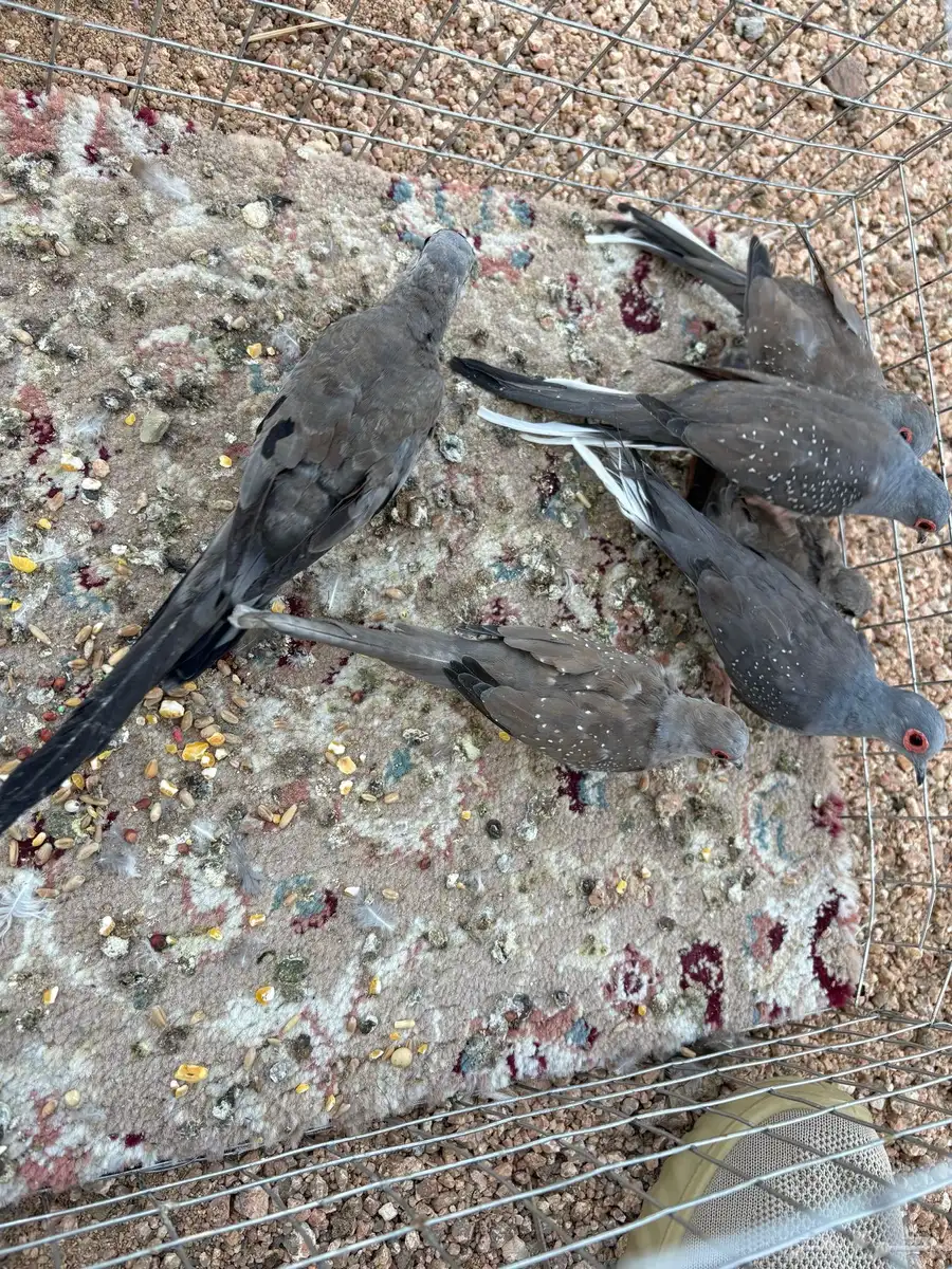 قماري ماسي ويمام النخيل تم بيع يمام النخيل وجوز ماسي 2