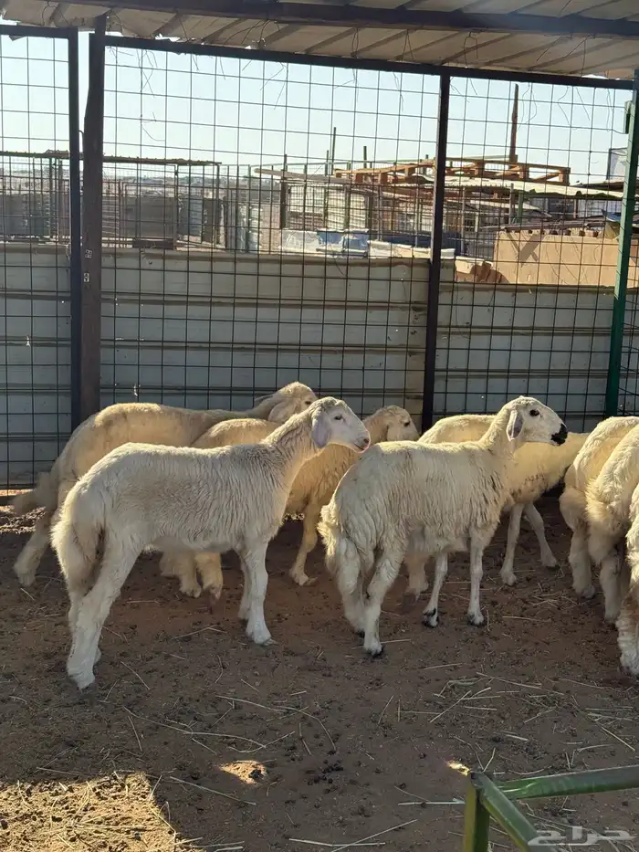 طليان حريه 6