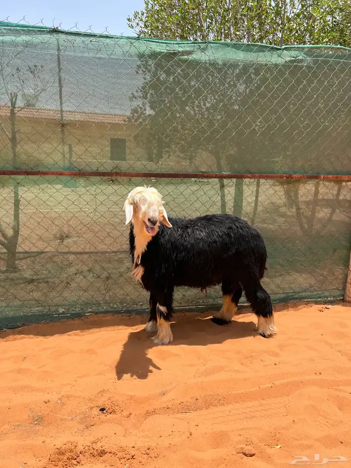 طلي نجدي فاخرر 2